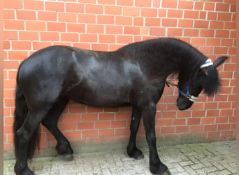 Fries paard, Merrie, 11 Jaar, 170 cm, Zwart