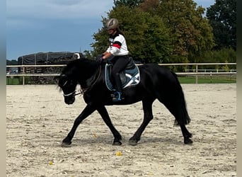 Fries paard, Merrie, 11 Jaar, 170 cm, Zwart