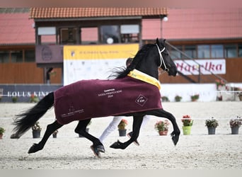 Fries paard, Merrie, 11 Jaar, 175 cm, Zwart