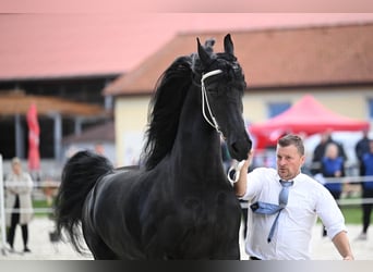 Fries paard, Merrie, 11 Jaar, 175 cm, Zwart