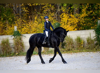 Fries paard, Merrie, 11 Jaar, 175 cm, Zwart