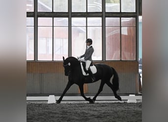 Fries paard, Merrie, 11 Jaar, 175 cm, Zwart