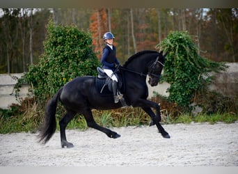 Fries paard, Merrie, 11 Jaar, 175 cm, Zwart