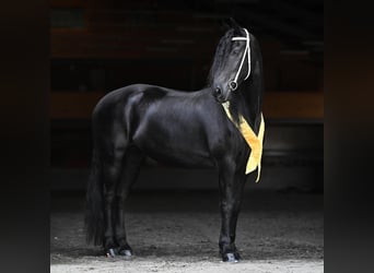 Fries paard, Merrie, 11 Jaar, 175 cm, Zwart