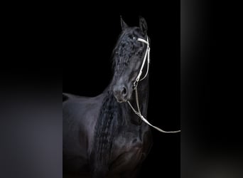 Fries paard, Merrie, 11 Jaar, 175 cm, Zwart