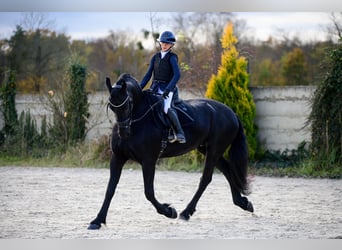 Fries paard, Merrie, 11 Jaar, 175 cm, Zwart