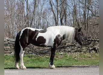 Fries paard, Merrie, 11 Jaar, Tobiano-alle-kleuren