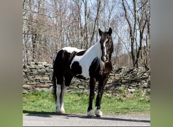 Fries paard, Merrie, 11 Jaar, Tobiano-alle-kleuren