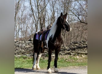 Fries paard, Merrie, 11 Jaar, Tobiano-alle-kleuren