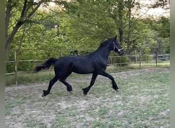 Fries paard Mix, Merrie, 12 Jaar, 155 cm, Zwart