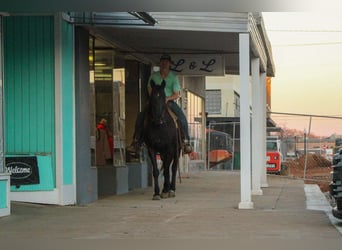 Fries paard, Merrie, 12 Jaar, 155 cm, Zwart