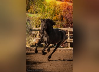 Fries paard, Merrie, 12 Jaar, 161 cm, Zwart