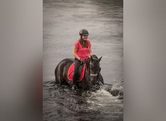 Fries paard, Merrie, 12 Jaar, 161 cm, Zwart