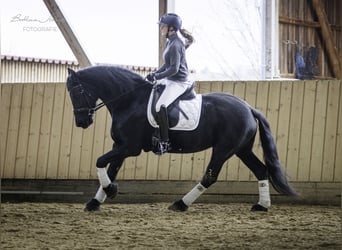 Fries paard, Merrie, 12 Jaar, 161 cm, Zwart