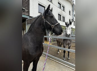 Fries paard, Merrie, 12 Jaar, 162 cm, Zwart