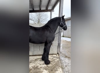 Fries paard, Merrie, 12 Jaar, 162 cm, Zwart