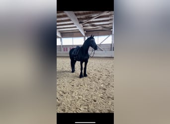Fries paard, Merrie, 12 Jaar, 162 cm, Zwart
