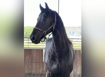 Fries paard, Merrie, 12 Jaar, 162 cm, Zwart