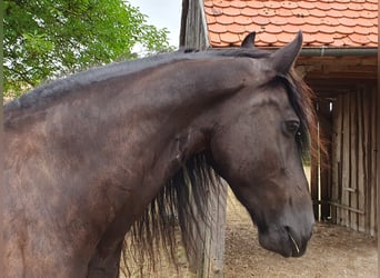 Fries paard, Merrie, 12 Jaar, 163 cm, Zwart