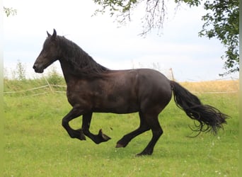 Fries paard, Merrie, 12 Jaar, 163 cm, Zwart