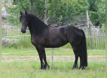 Fries paard, Merrie, 12 Jaar, 163 cm, Zwart