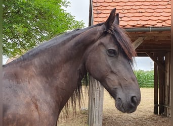 Fries paard, Merrie, 12 Jaar, 163 cm, Zwart