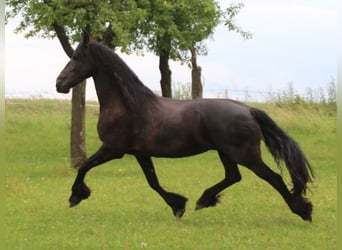 Fries paard, Merrie, 12 Jaar, 163 cm, Zwart