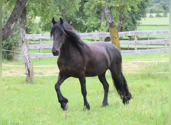 Fries paard, Merrie, 12 Jaar, 163 cm, Zwart