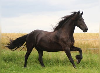 Fries paard, Merrie, 12 Jaar, 163 cm, Zwart