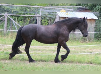 Fries paard, Merrie, 12 Jaar, 163 cm, Zwart