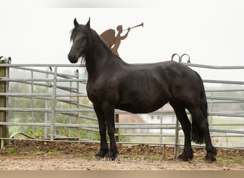 Fries paard, Merrie, 12 Jaar, 163 cm, Zwart