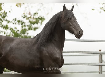 Fries paard, Merrie, 12 Jaar, 163 cm, Zwart