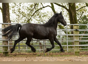 Fries paard, Merrie, 12 Jaar, 163 cm, Zwart