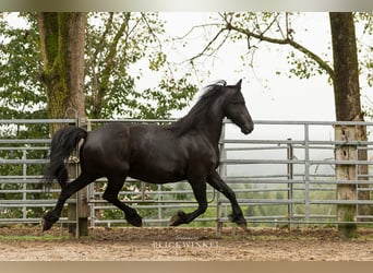 Fries paard, Merrie, 12 Jaar, 163 cm, Zwart