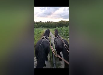 Fries paard, Merrie, 12 Jaar, 165 cm