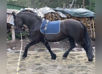 Fries paard, Merrie, 12 Jaar, 165 cm, Zwart