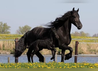 Fries paard, Merrie, 12 Jaar, 168 cm, Zwart
