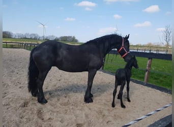 Fries paard, Merrie, 12 Jaar, 168 cm, Zwart