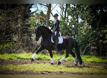 Fries paard, Merrie, 12 Jaar, Zwart
