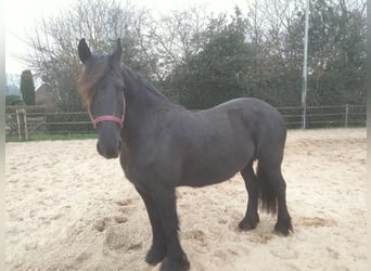 Fries paard, Merrie, 13 Jaar, 158 cm, Zwart