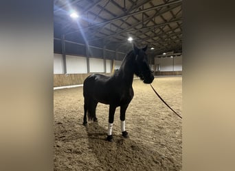 Fries paard, Merrie, 13 Jaar, 160 cm, Zwart