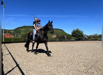 Fries paard, Merrie, 13 Jaar, 160 cm, Zwart