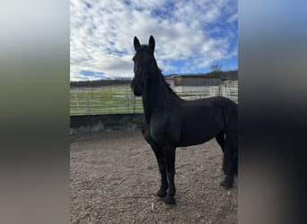 Fries paard, Merrie, 13 Jaar, 160 cm, Zwart