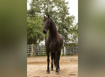 Fries paard, Merrie, 13 Jaar, 161 cm, Zwart