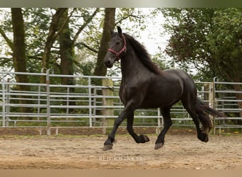 Fries paard, Merrie, 13 Jaar, 161 cm, Zwart