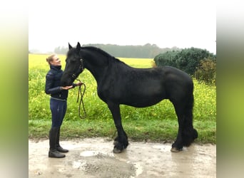 Fries paard, Merrie, 13 Jaar, 162 cm, Zwart