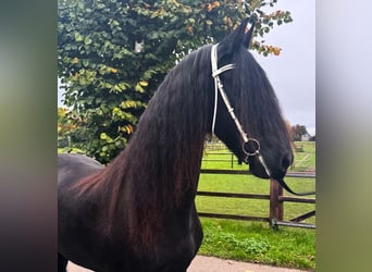 Fries paard, Merrie, 13 Jaar, 163 cm, Zwart