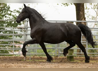 Fries paard, Merrie, 13 Jaar, 163 cm, Zwart