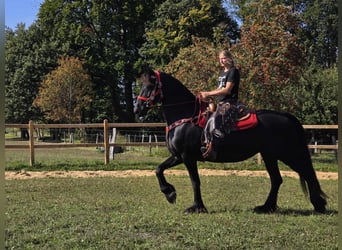 Fries paard, Merrie, 13 Jaar, 164 cm, Zwart