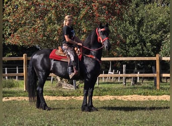 Fries paard, Merrie, 13 Jaar, 164 cm, Zwart